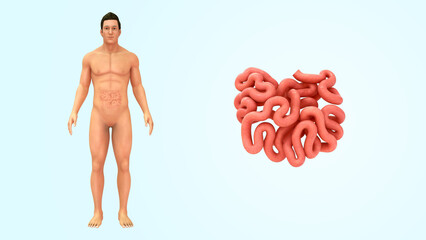 Small intestine anterior view 3d illustration - obrazy, fototapety, plakaty