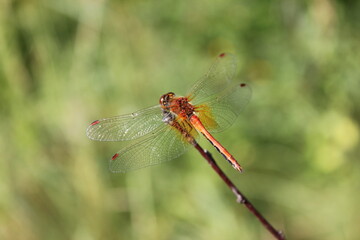 close up of a dragonfly