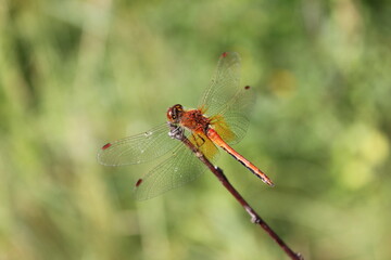 red dragonfly on a branch