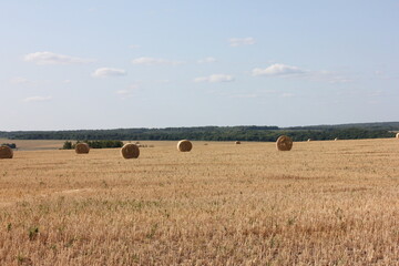 Fototapeta premium bales of straw