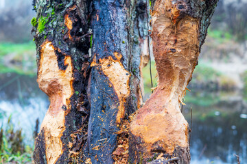 tree trunks gnawed by beavers