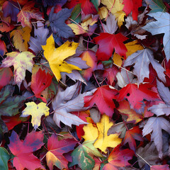 Autumn leaves colorful foliage seasonal nature organic
