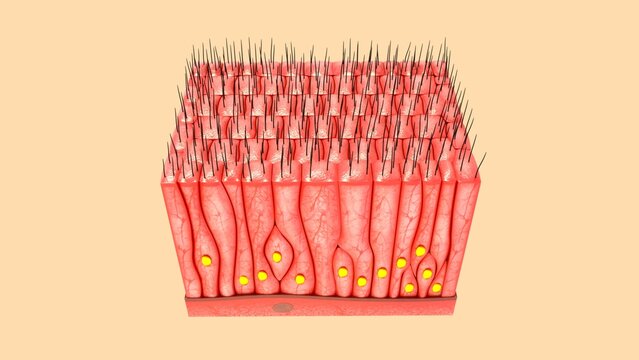 Simple squamous epithelium tissue 3d illustration