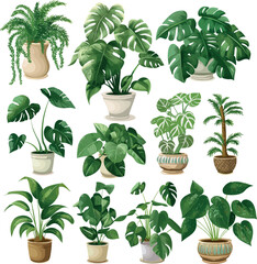 Set of houseplants, vector illustration, isolated on white background, Collection