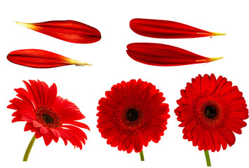 gerbera red flowers on a transparent background, design element, red petals, isolated objects