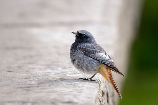 Male black redstart (Phoenicurus ochruros) perched on a city wall. Colorful small passerine bird in the genus Phoenicurus.	