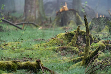 Moss and grass growing over the dead branches in the moist forest