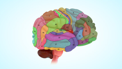 Brodmann Areas Of The human Brain 3d illustration
