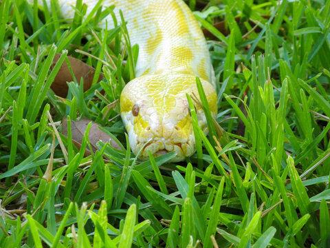 A large yellow and white albino Burmese python snake slithering through the green grass
