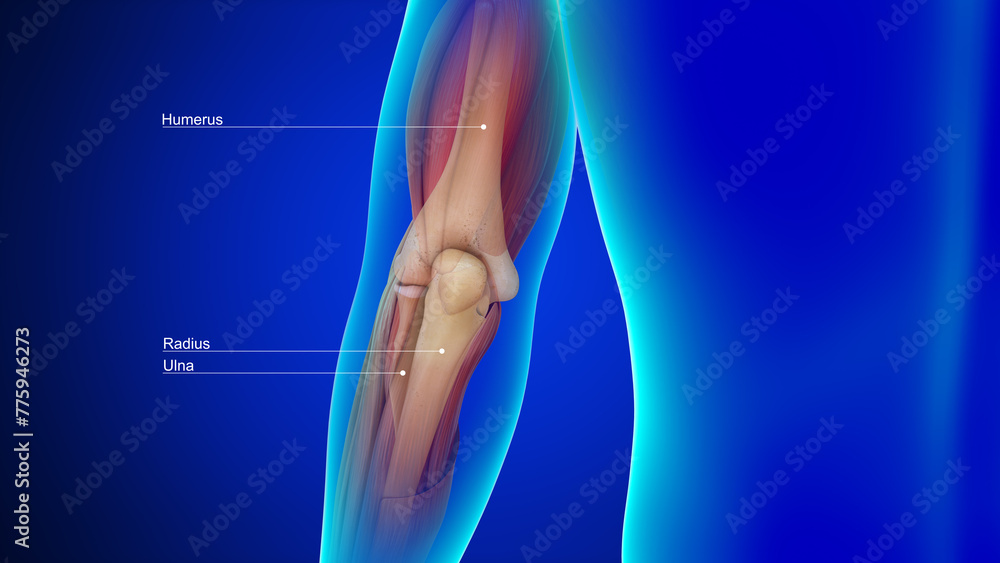 Wall mural human elbow joint bones 3d illustration