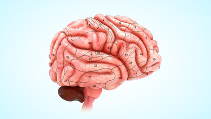 Human organ Brodmann Areas 3d illustration