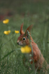 profile portrait of a squirrel looking through the green grass with the yellow flowers