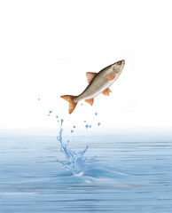 un poisson hotu  qui saut et sort de l'eau avec splash