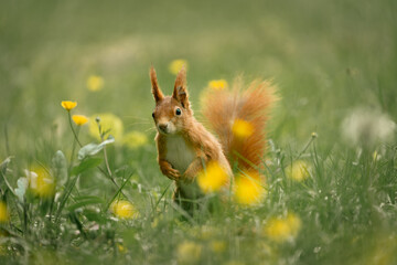 Cute red squirrel standing in the grass between the yellow flowers, looking at the camera