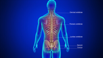 Human Vertebral column bones 3d illustration