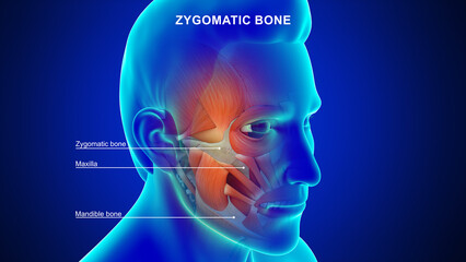 Human zygomatic bone 3d illustration © 7activestudio