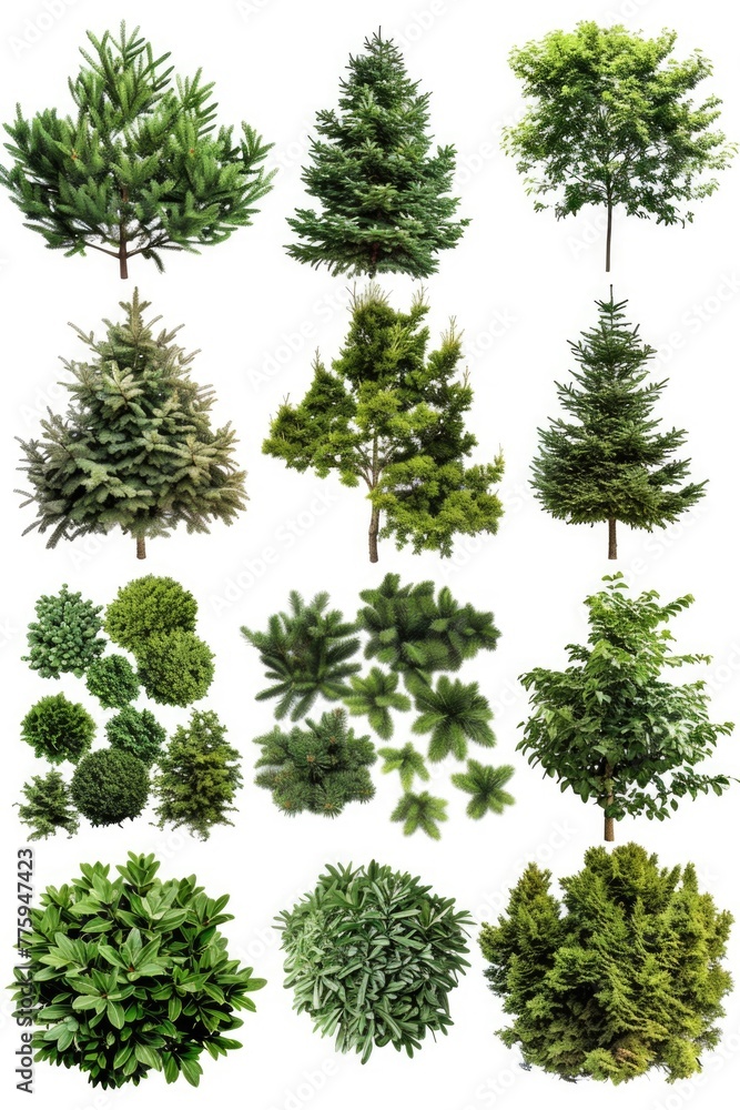 Poster Various types of trees on a plain white background, suitable for a wide range of design projects