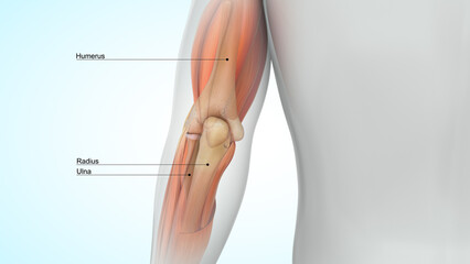 Human Elbow joint bones 3d illustration