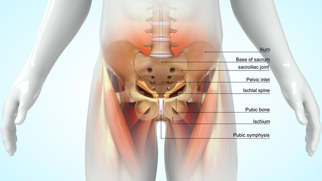 Human Pelvic girdle posterior view 3d illustration