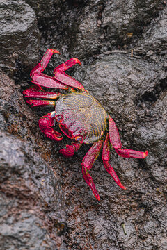 Ascension Island crab, (Grapsus adscensionis), on the rocks at low tide, Tenerife, Canary islands, Spain 