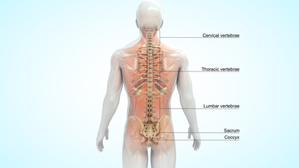 Human Vertebral column bones 3d illustration