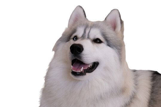 recommend clip art: Cute dog standing on transparent background.