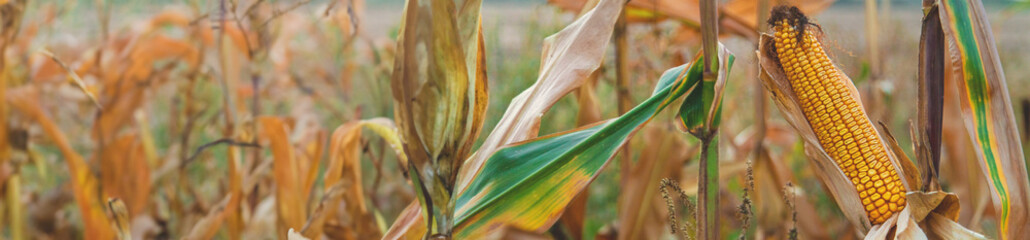 Corn harvest on the field. Selective focus.