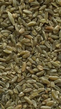 Close up view of freekeh grains as an abstract food texture. The cereal is made from immature, green wheat which is fire-roasted. Table spin. Vertical Video.