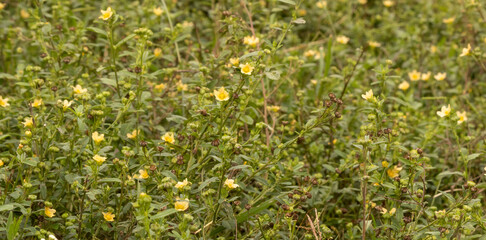 Yellow wildflowers in the pampa plains. Spring flowery background concept