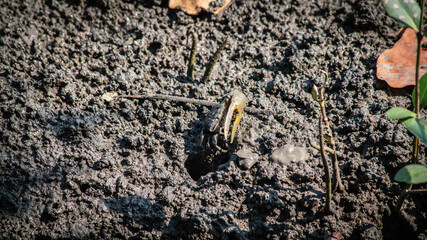Finger-clawed crabs come out of their holes to find food on the mudflats in the mangrove forest.