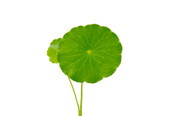 Centella asiatica or green leaves on transparent background.