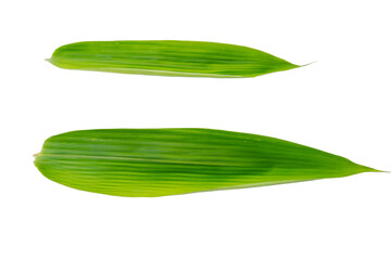 bamboo leaves on transparent background.