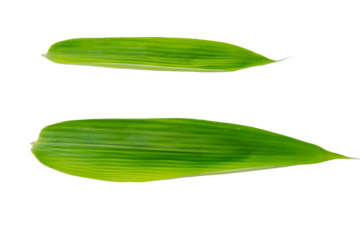 bamboo leaves on transparent background.