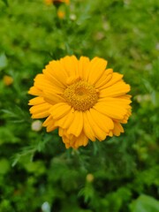 yellow flower in the garden