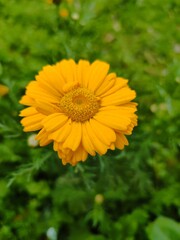 Yellow flower 