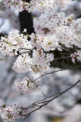 Obraz premium 桜