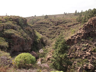 Barranco de la Mesa (San Miguel de Abona, Tenerife, Canary Islands, Spain)