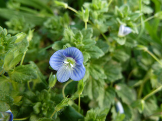 Veronica comune