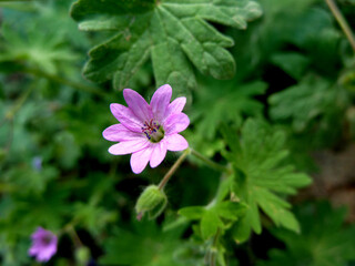 Obraz premium Acetosella