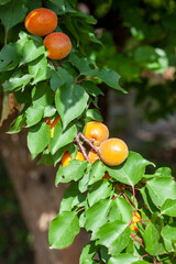 Ripe apricots and leaves on a branch