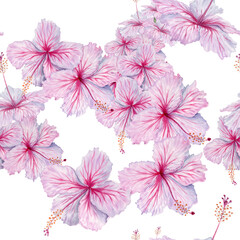 Watercolor pink hibiscus flowers seamless pattern. Floral composition on transparent background. For tea and syrup. Cosmetics, beauty, fashion prints, wallpaper, fabrics, cards, packaging designs