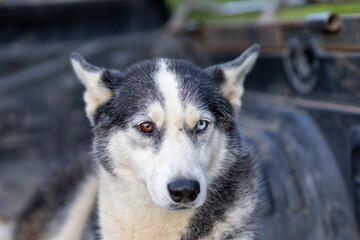 selective focus Siberian Husky dog with two colored eyes The two eyes are not the same color. The dog looked majestic in the grass.