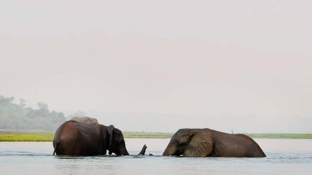 Two African wild bush elephants pushing each other in Chobe river at Chobe National Park, Botswana, South Africa. 