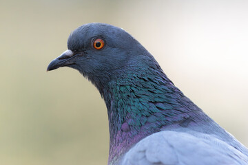 portrait of a feral pigeon