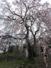 Obraz premium きれいな桜