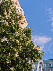 A perspective view from below of a lilac bush with white flowers and leaves in the light of the sun, behind which there are tall beige and blue houses with windows, under a spring sky