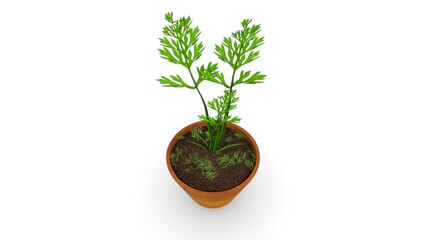 Daucus carota plant isolated in white background 3d illustration - obrazy, fototapety, plakaty