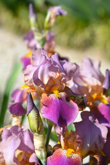 Tall bearded iris Depute Nombolt flowers
