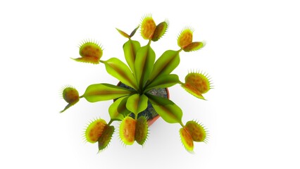 Venus fly trap 3d illustration © 7activestudio