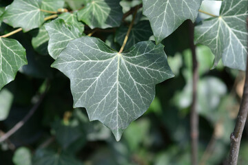 Common ivy leaves
